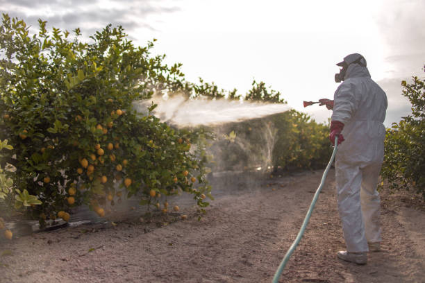 Best Ant Control Services  in Yorkvle, IL