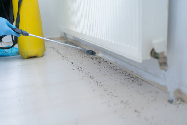 Professional Pest Control in Yorkville, IL