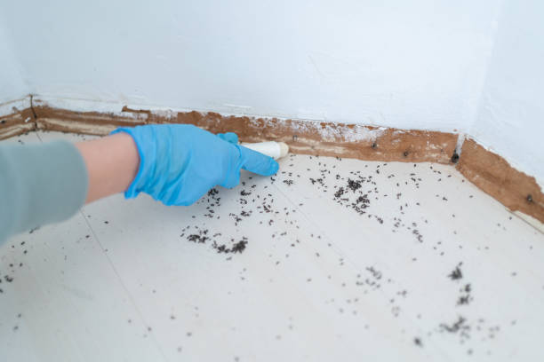 Best Cockroach Control Services  in Yorkvle, IL